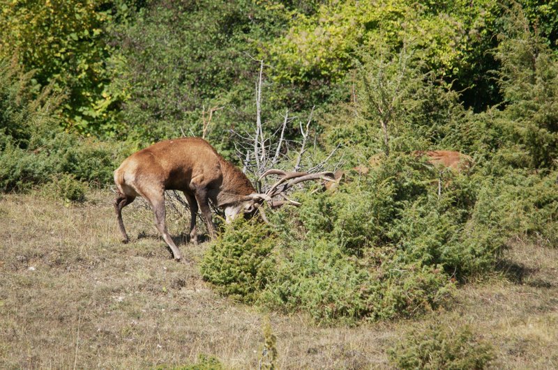 Un''arena molto contesa